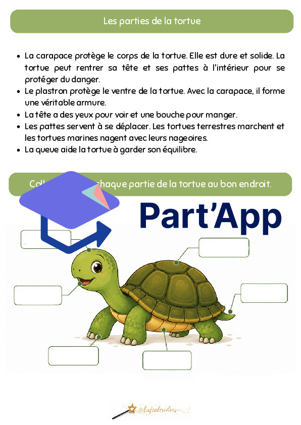 Dossier sur la tortue_7