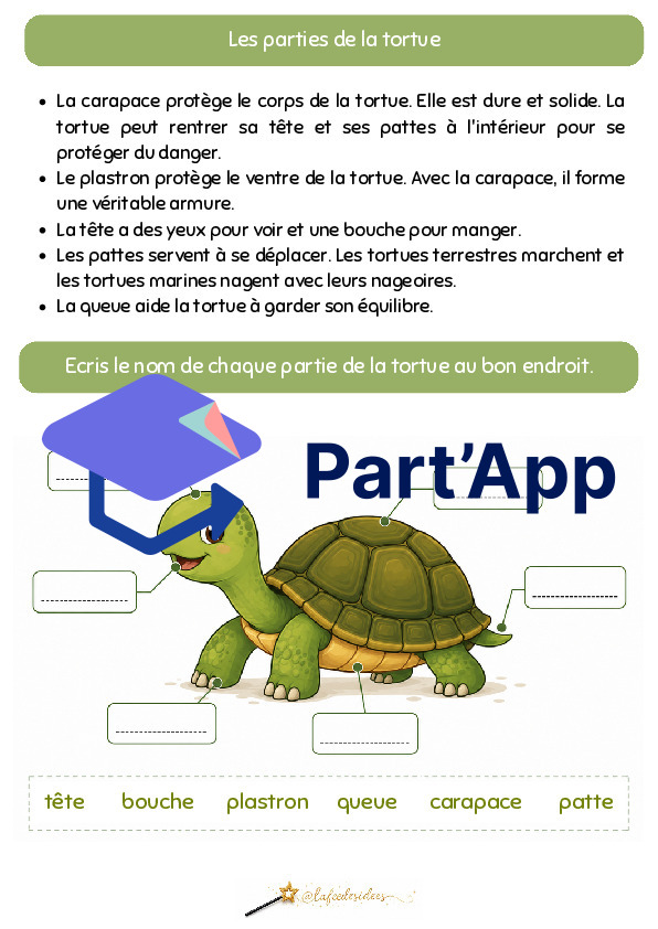 Dossier sur la tortue_8