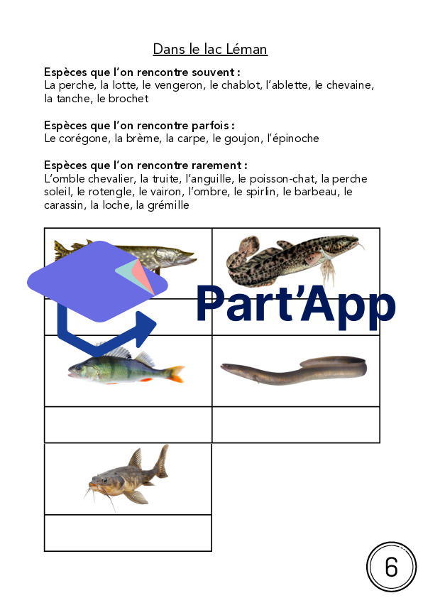 Dossier - Les poissons_10
