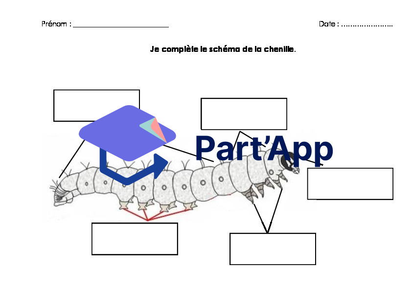 Chenilles et papillons_4