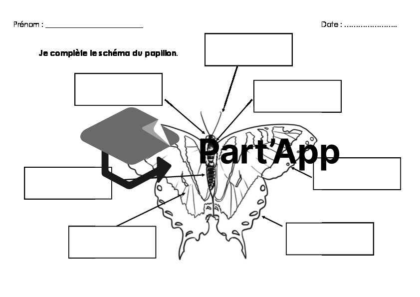 Chenilles et papillons_5