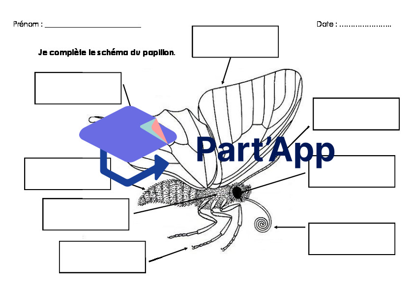 Chenilles et papillons_6