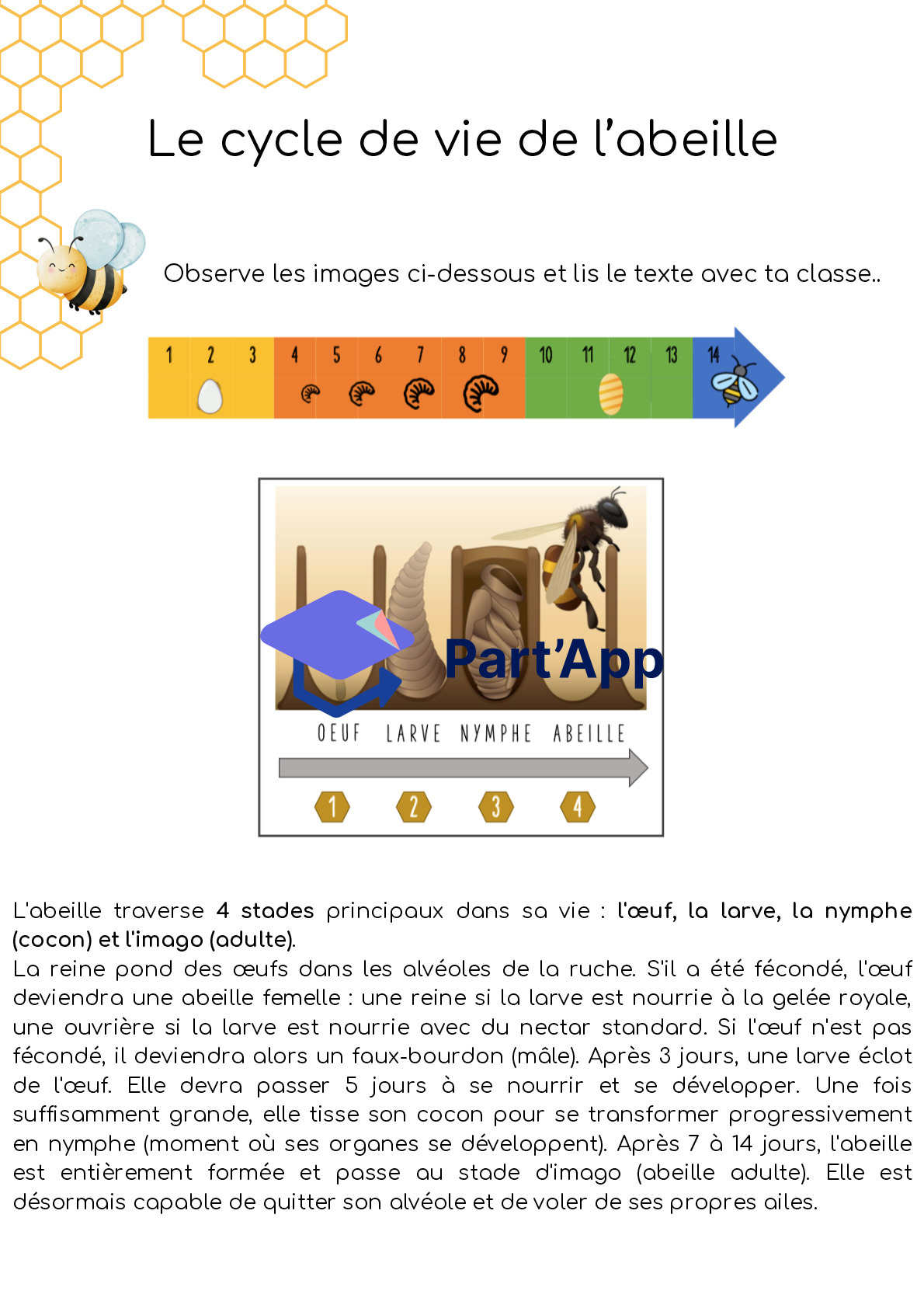 Dossier - abeilles - 3-4H_4