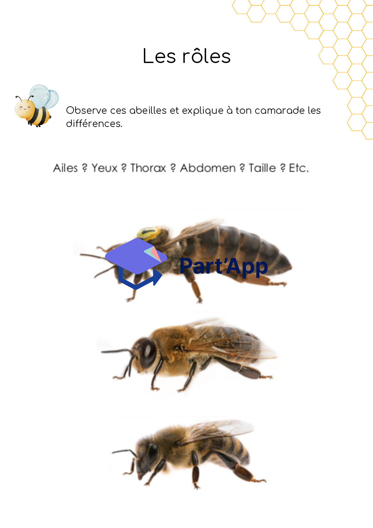 Dossier - abeilles - 3-4H_8