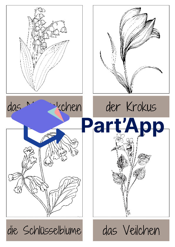 Frühblüher - Lernkarten zum Ausmalen_5