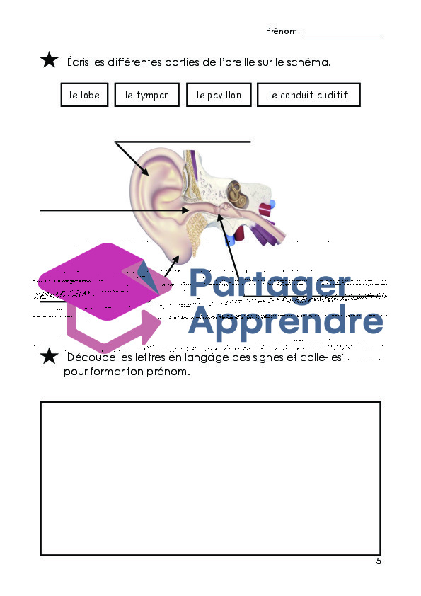 Dossier sur les 5 sens_6