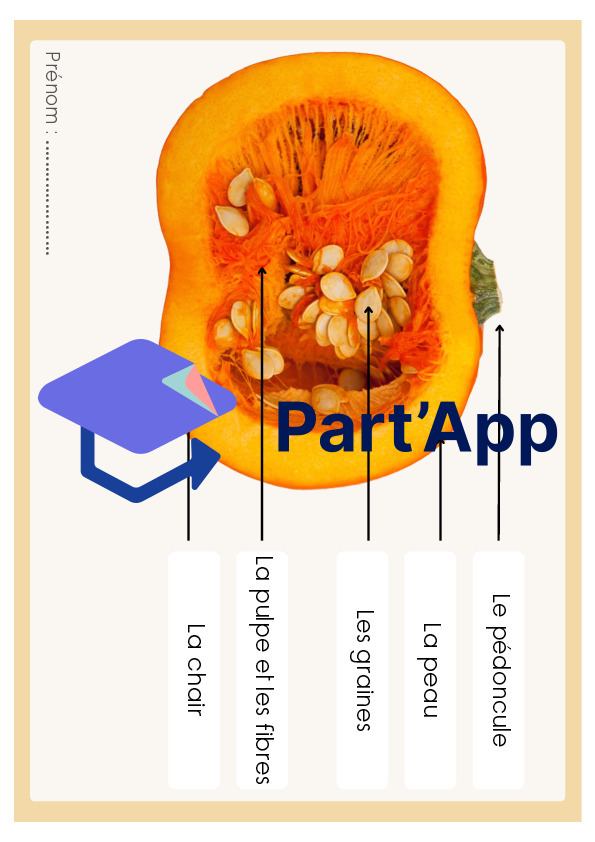 Séquence de sciences : La courge_6