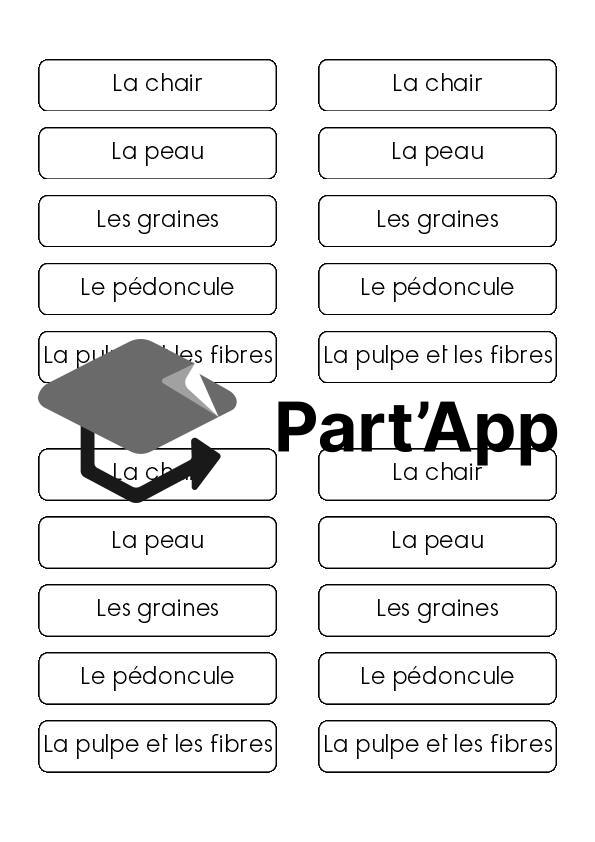 Séquence de sciences : La courge_8