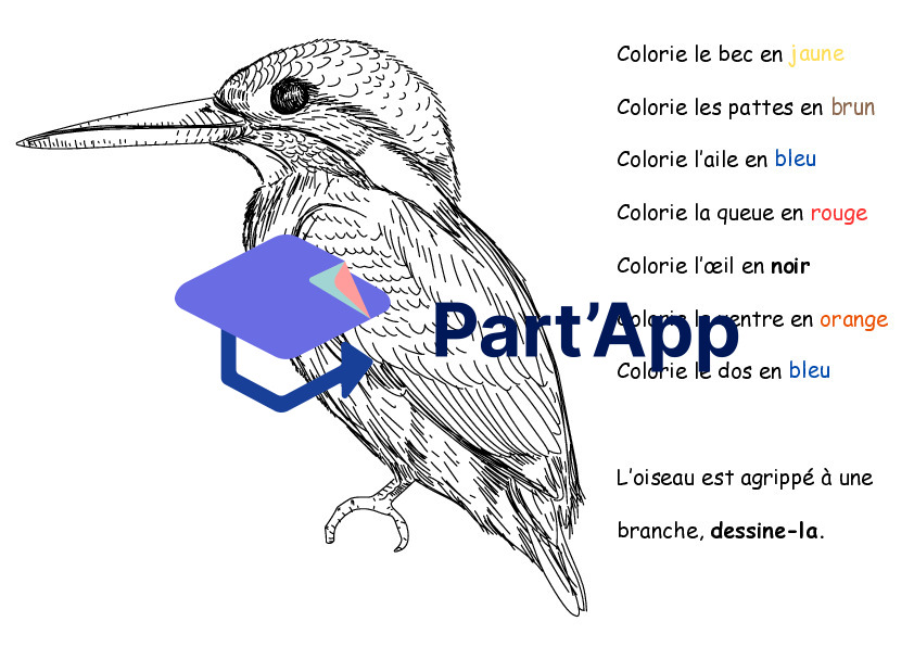 4 jeux : les oiseaux_7
