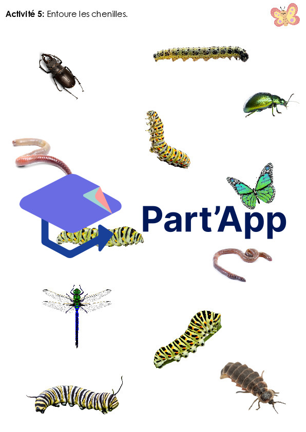 Dossier sur le papillon - 2P_7
