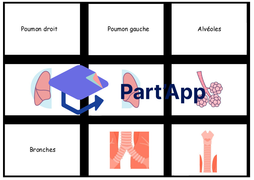 Memory sur les organes de la respiration_2