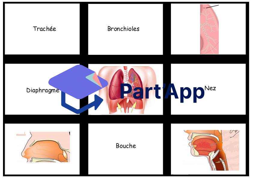 Memory sur les organes de la respiration_3
