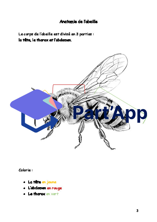 Dossier - les abeille 4P_4