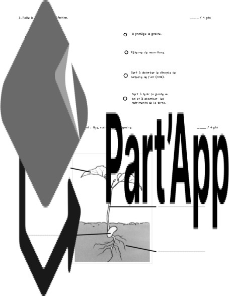 Évaluation : germination & cycle de vie de la plante_5