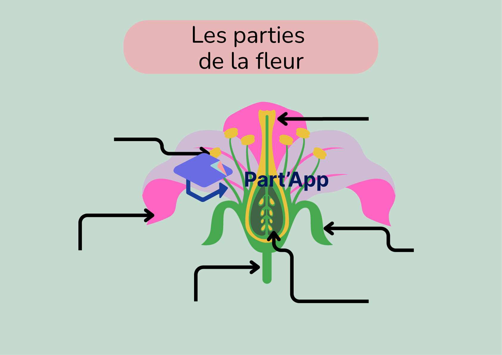 Les parties de la fleur_2