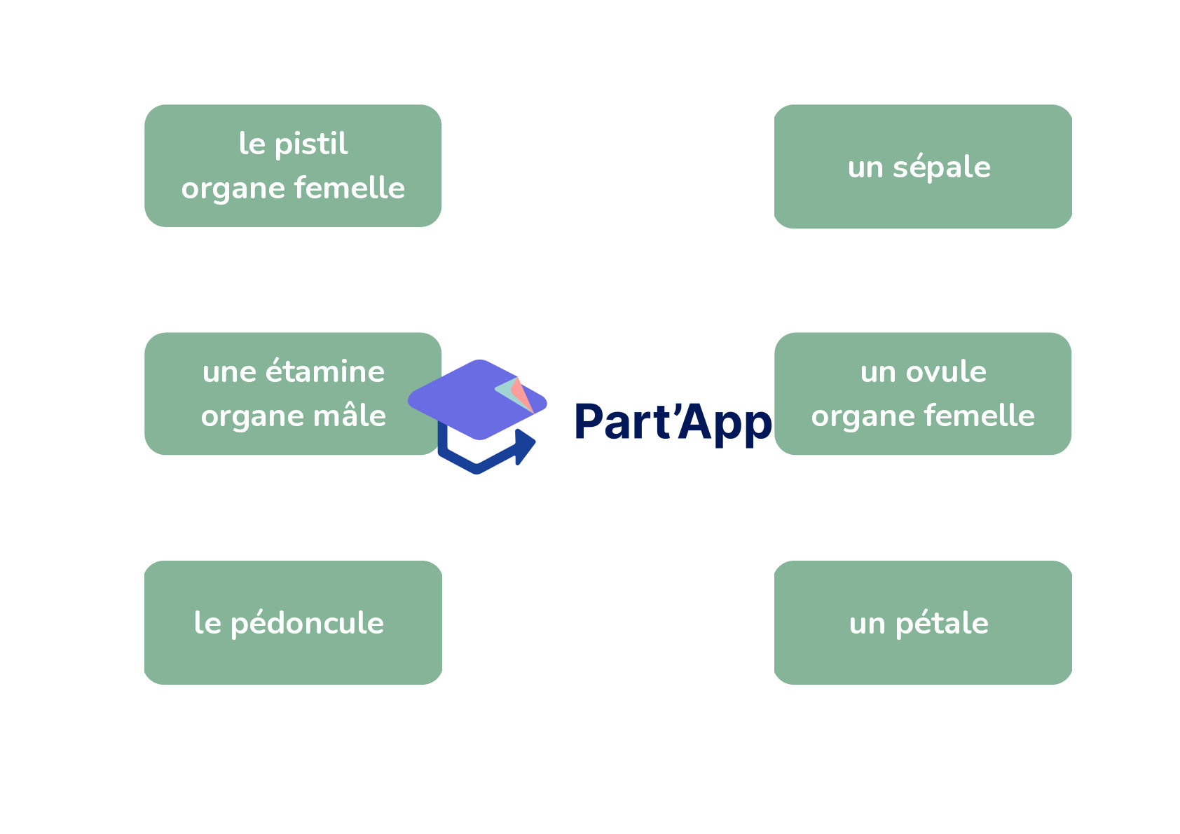 Les parties de la fleur_3
