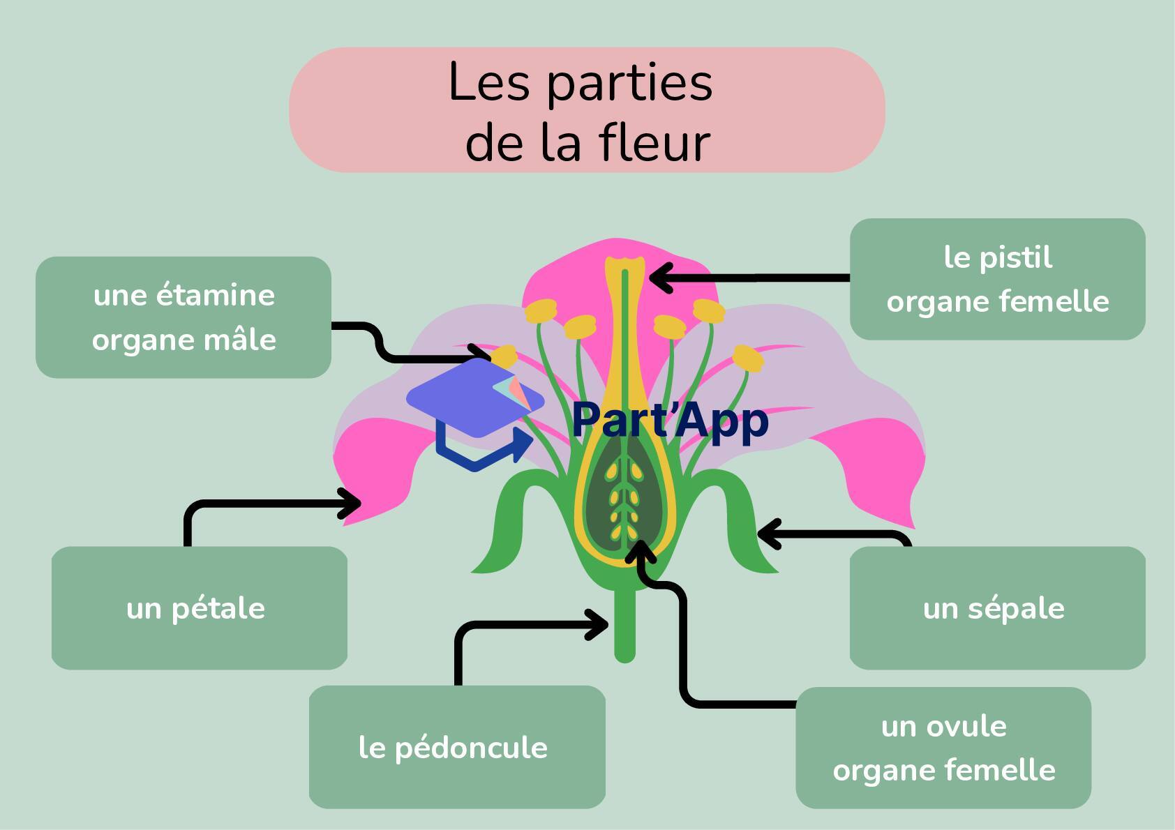 Les parties de la fleur_4