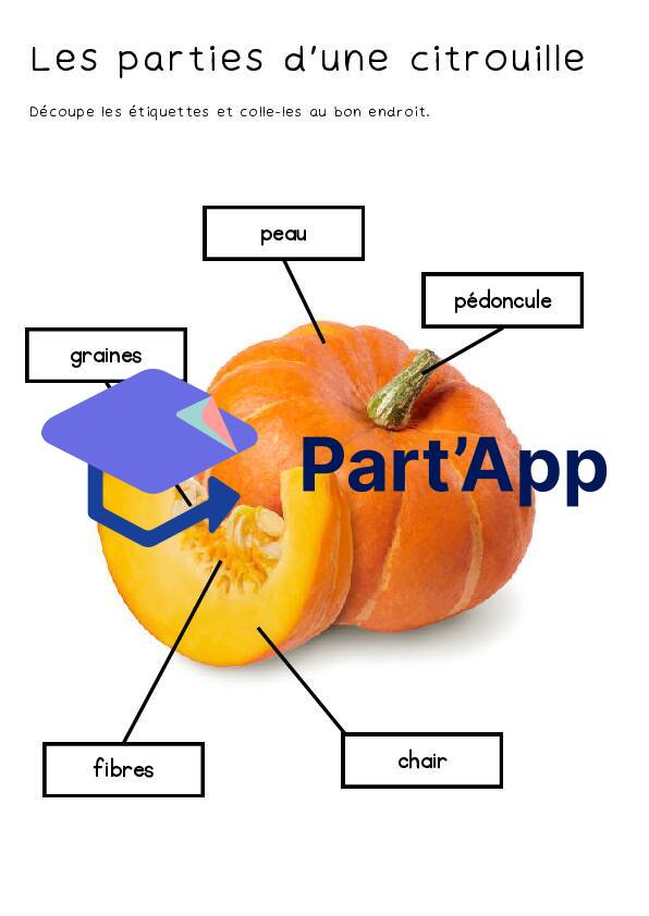 Les différentes parties de la citrouille_2