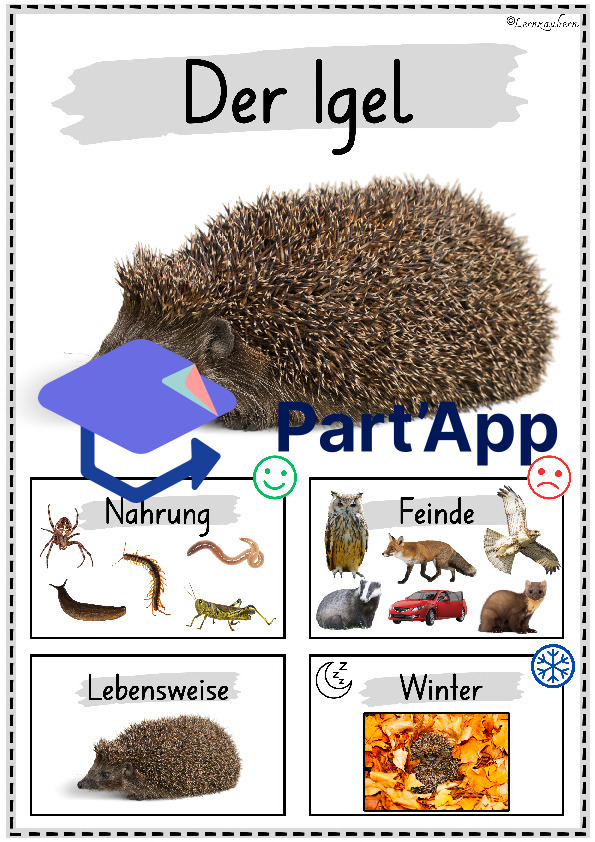 Plakate: Sachwissen Waldtiere für den Kindergarten (Poster)_26