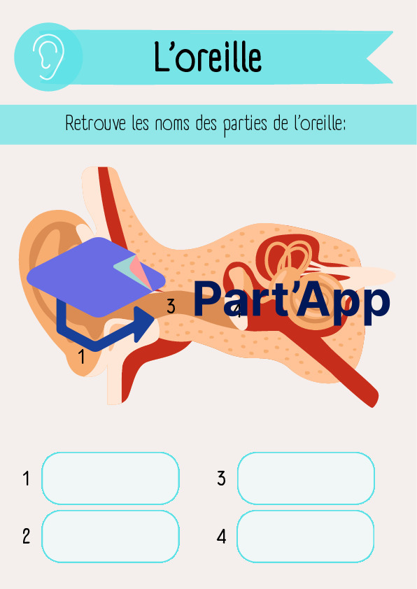 SHN - Les 5 sens: l'ouïe_50