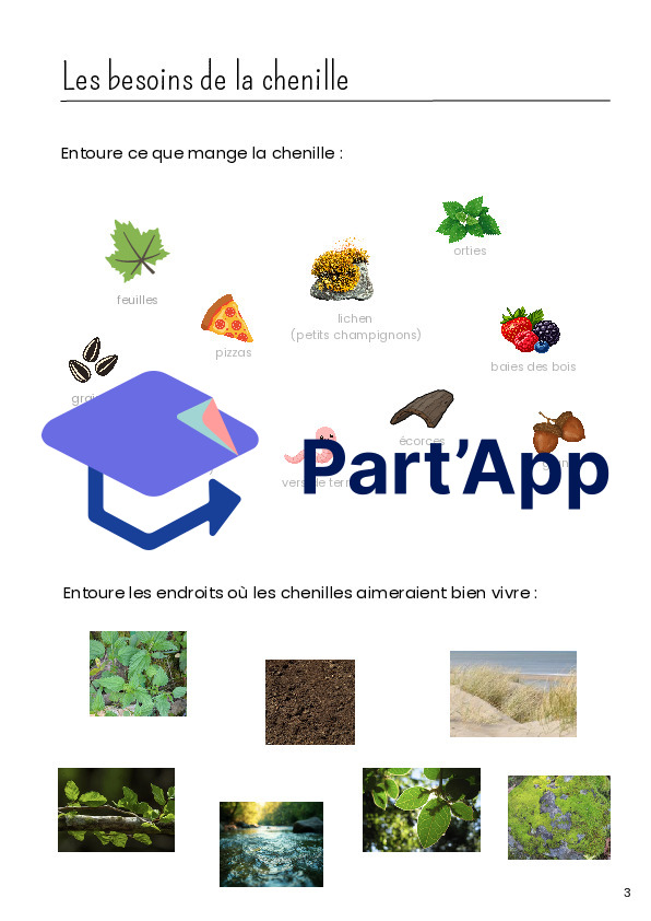 Dossier scientifique chenille et papillon_14