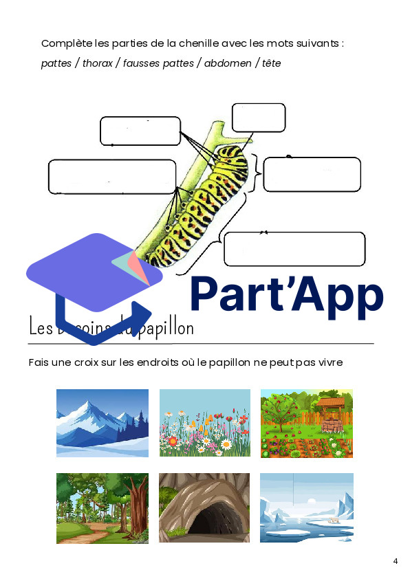 Dossier scientifique chenille et papillon_15