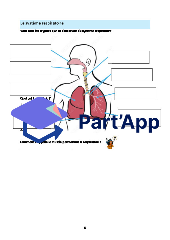 Système respiratoire_6