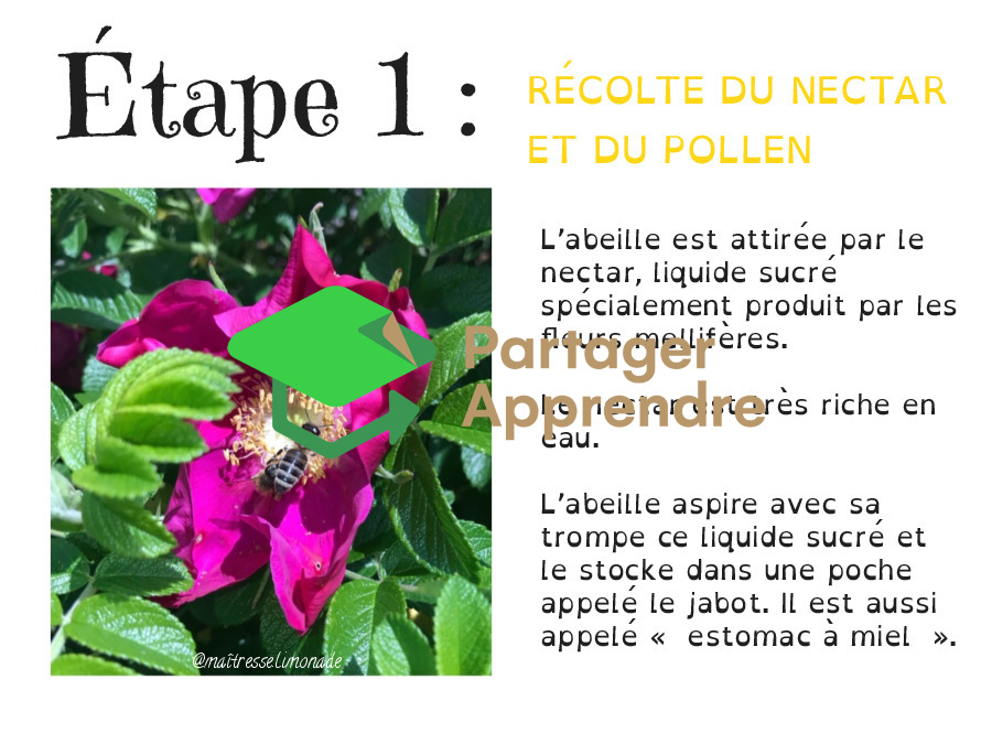 LES ABEILLES : les 7 étapes de la fleur à ma tartine de miel_3