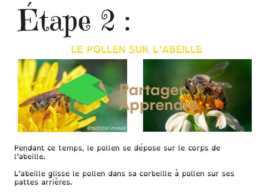 LES ABEILLES : les 7 étapes de la fleur à ma tartine de miel_4