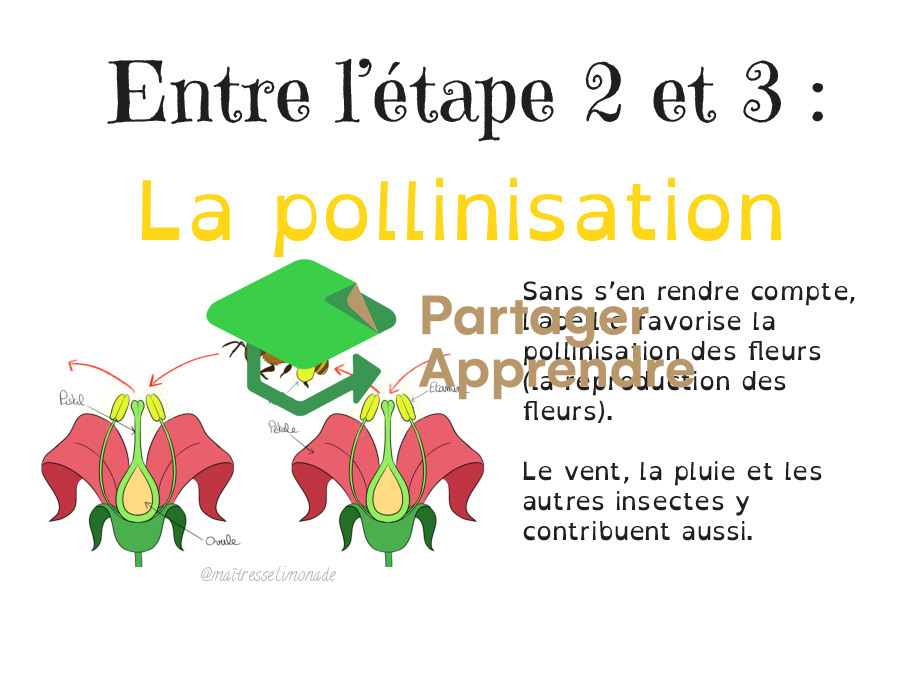 LES ABEILLES : les 7 étapes de la fleur à ma tartine de miel_5