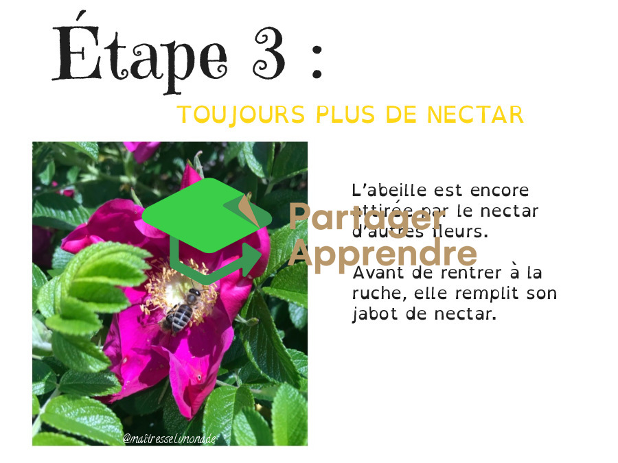 LES ABEILLES : les 7 étapes de la fleur à ma tartine de miel_6