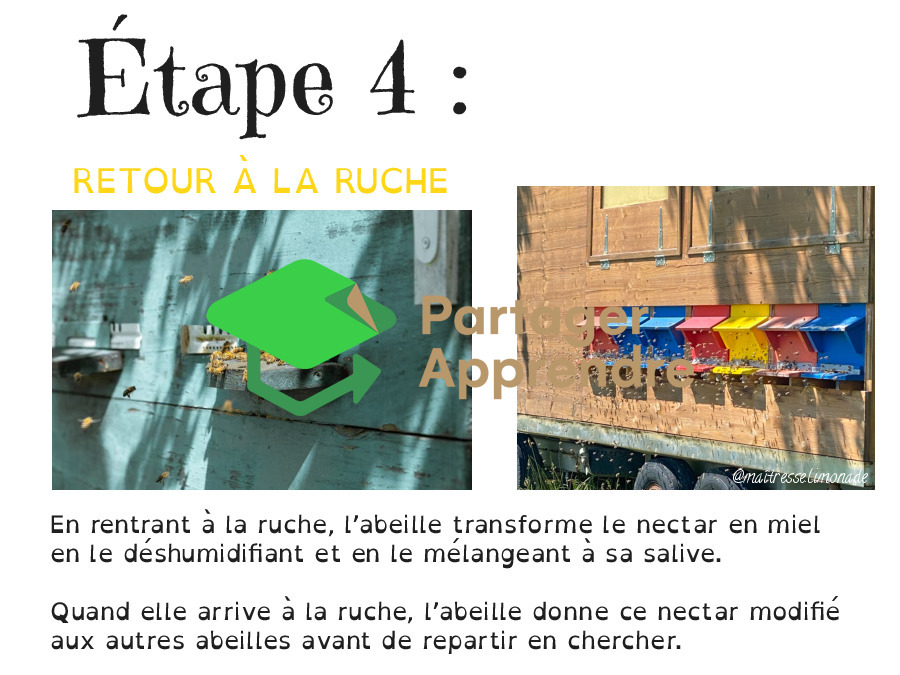 LES ABEILLES : les 7 étapes de la fleur à ma tartine de miel_7