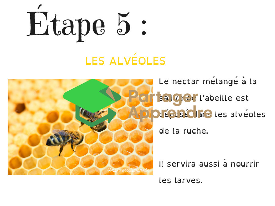 LES ABEILLES : les 7 étapes de la fleur à ma tartine de miel_8