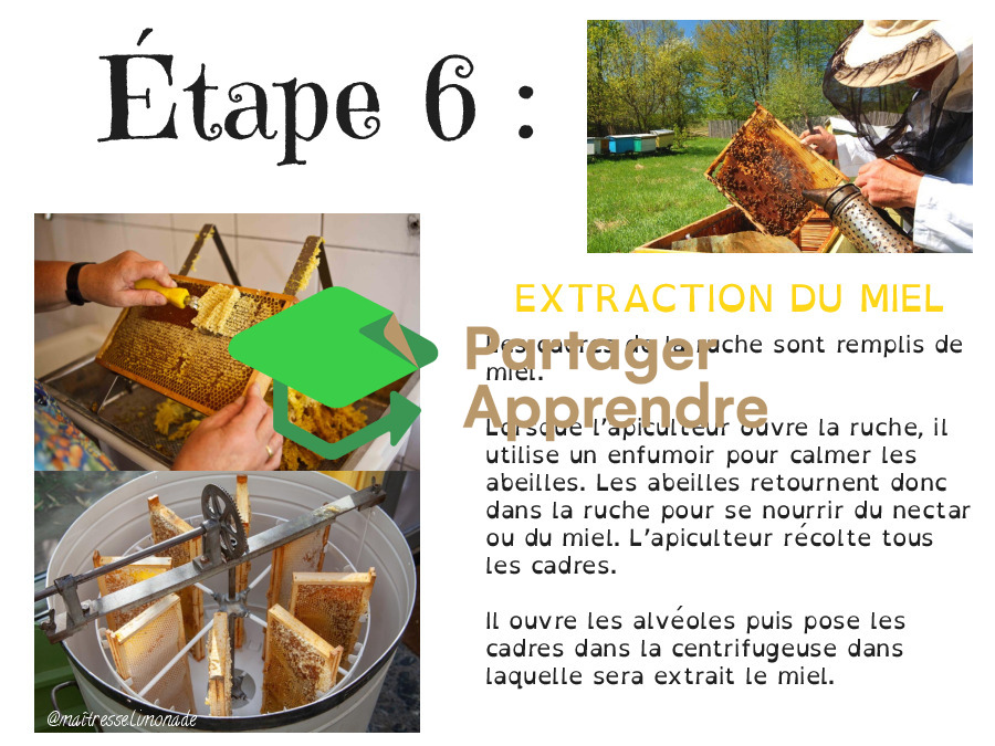 LES ABEILLES : les 7 étapes de la fleur à ma tartine de miel_9