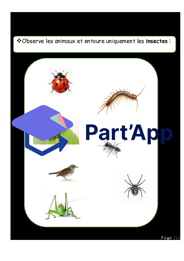 les insectes_3