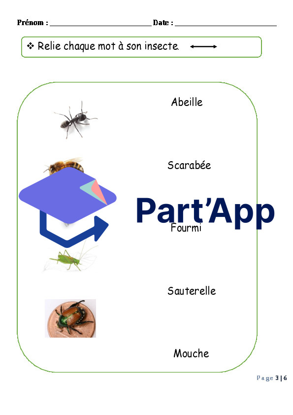 les insectes_4