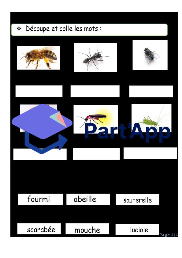 les insectes_5