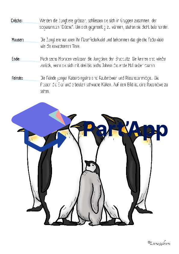 Bildkarten Pinguin (Lebenszyklus)_104