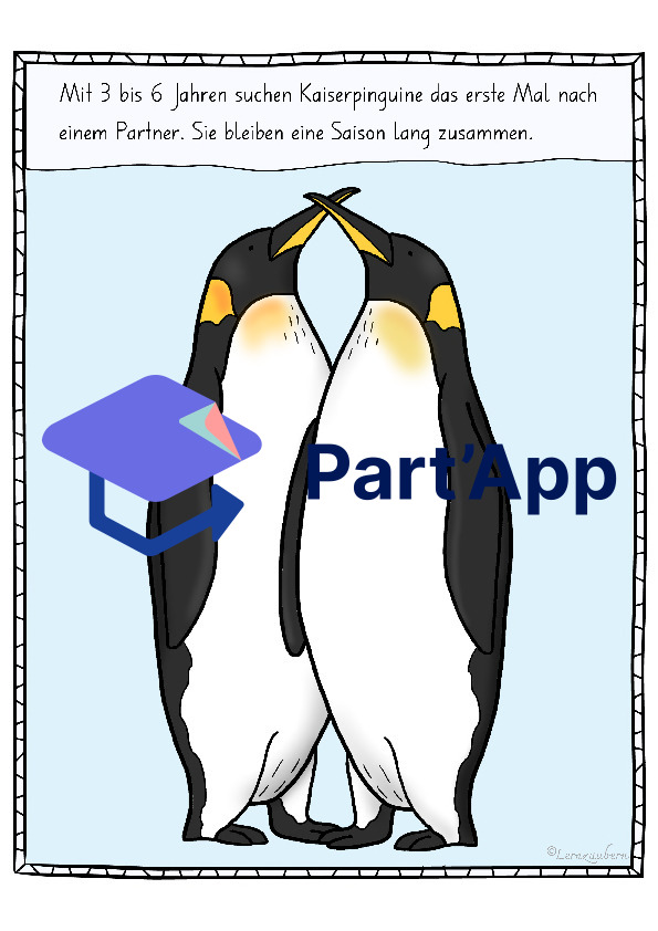 Bildkarten Pinguin (Lebenszyklus)_106