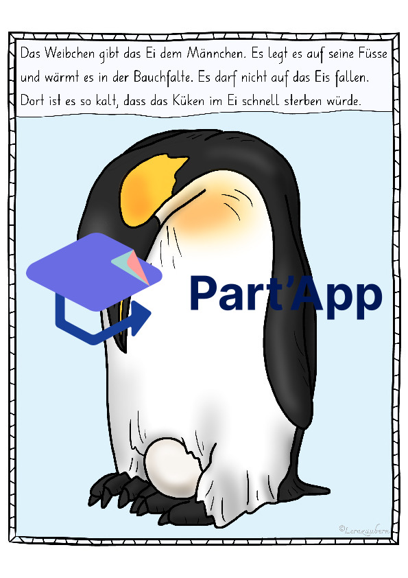 Bildkarten Pinguin (Lebenszyklus)_108