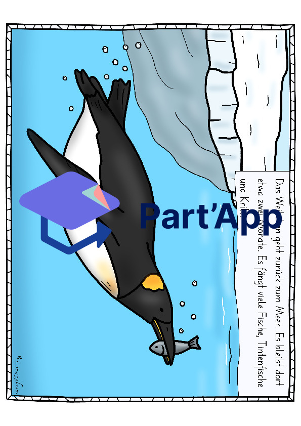 Bildkarten Pinguin (Lebenszyklus)_109