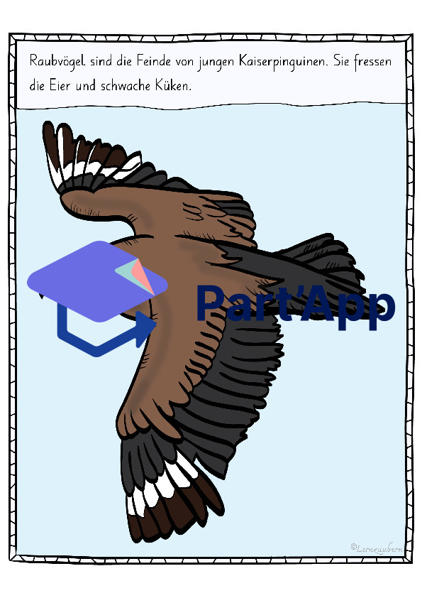 Bildkarten Pinguin (Lebenszyklus)_112
