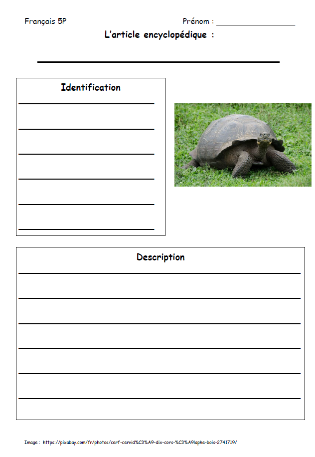 Article Encyclopédique Tortue_2