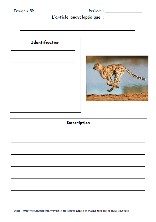 Article Encyclopédique Guépard_2