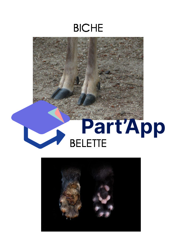 Empreintes d'animaux_3