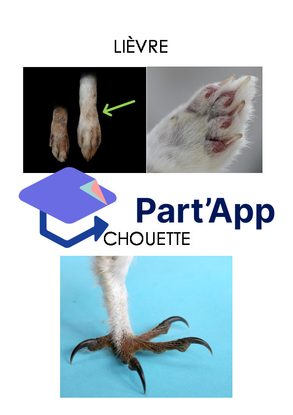 Empreintes d'animaux_4