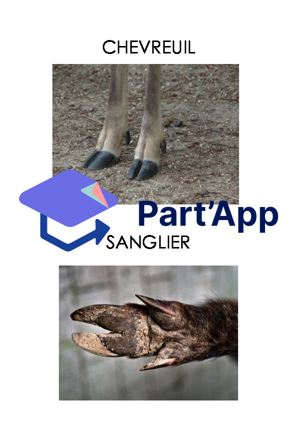 Empreintes d'animaux_5