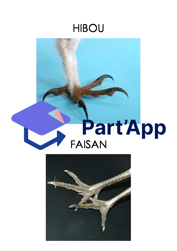 Empreintes d'animaux_6