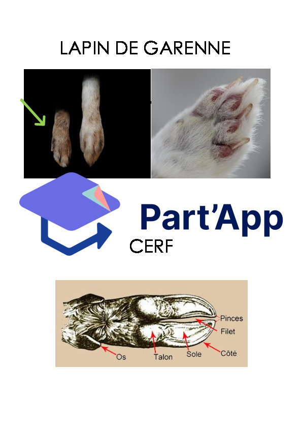 Empreintes d'animaux_8