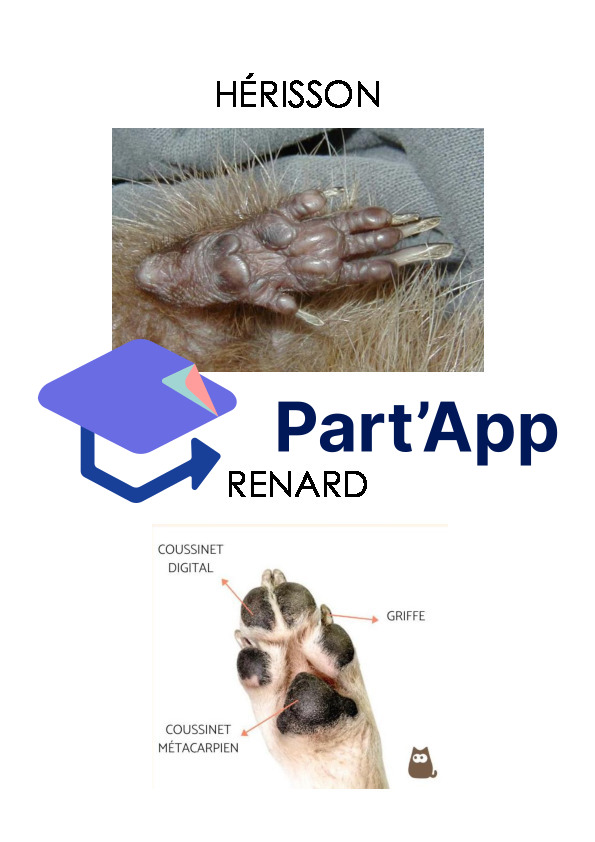 Empreintes d'animaux_9
